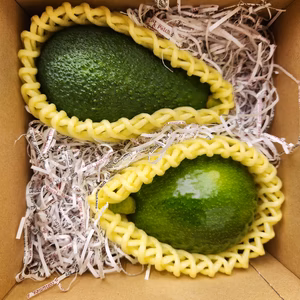 国産アボカド(ピンカートン、セルパ)