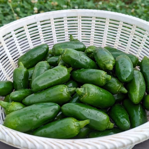 露地栽培　ハラペーニョ　1kg