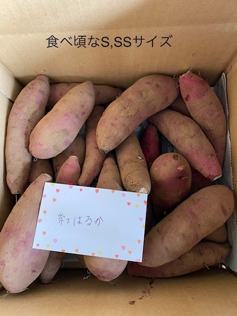 ねっとり系代表【極甘‼️紅はるか ちょい食べS/SSサイズ 1.8kg