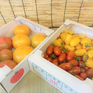 【大満足】赤と黄色のトマト4種詰め合わせセット！贈り物やご褒美に！