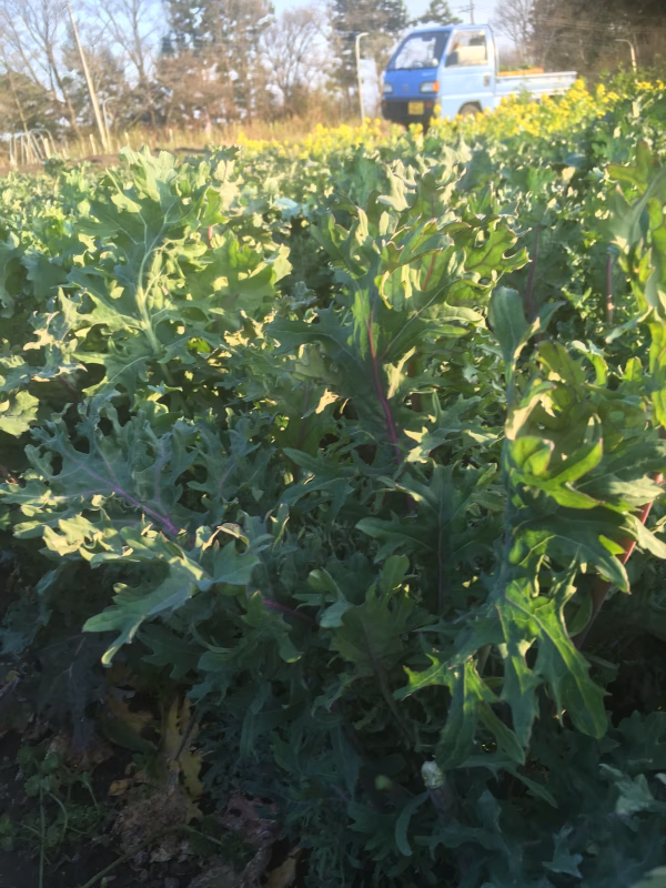 サラダケール「ロシアンケール」