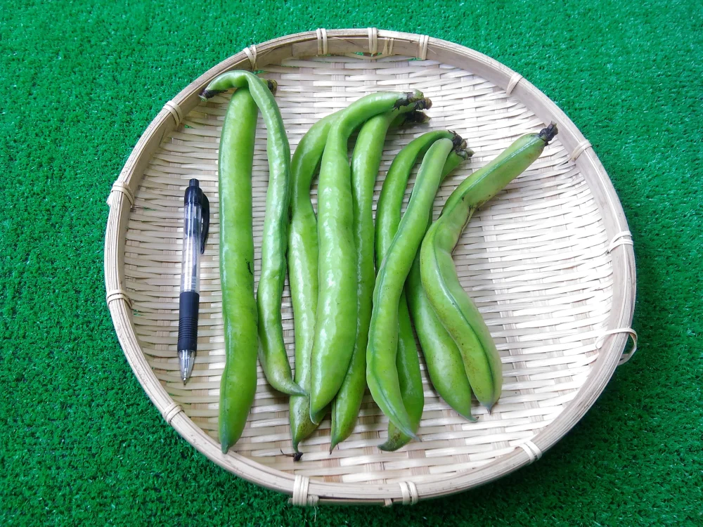 農薬不使用（無農薬）栽培　生食出来るそら豆イタリアンそら豆ファーベ