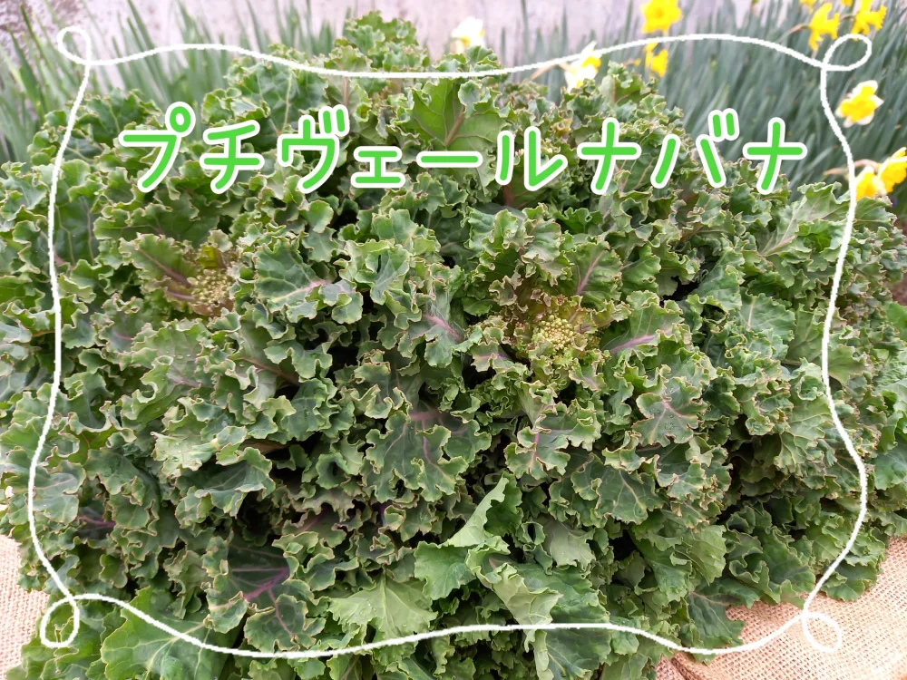 3月発【予約増量　注文しないで下さい】”大人”な春の味　プチヴェールナバナ　
