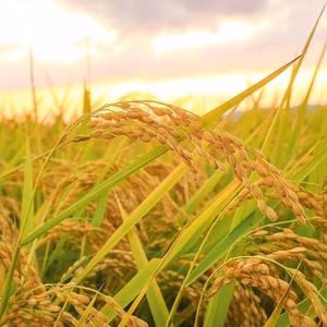 令和4年度新米【熊本県山江村産】“香り米”1kg