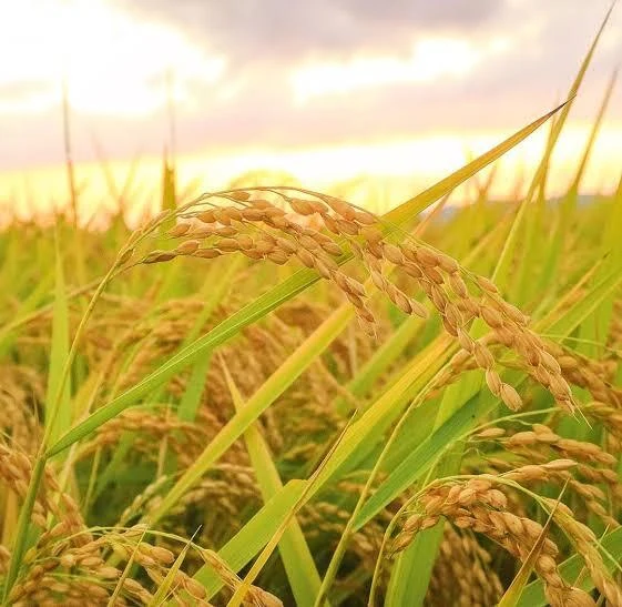 令和4年度新米【熊本県山江村産】“香り米”1kg