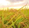 令和4年度新米【熊本県山江村産】“香り米”1kg