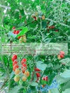 【予約】ミニトマト～ハルサーナのロッソちゃん～甘・旨・酸バランスがヤミツキ