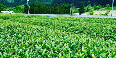 【新茶の季節🌿八十八夜】生産者さん直伝👨‍🌾✨おいしい新茶のいれ方🍵