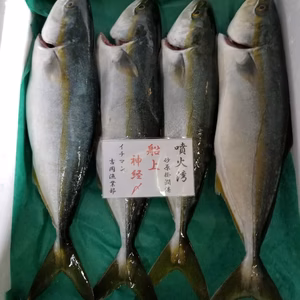 本日限定❗イチマン❗船上神経〆❗　フクラゲ‼️