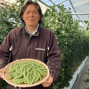 「数量限定」スナップエンドウ