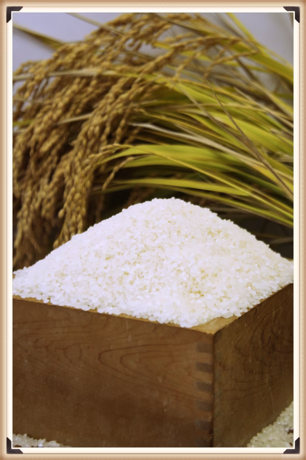 【令和５年産】美穂田米コシヒカリ【無洗米】５ｋｇ