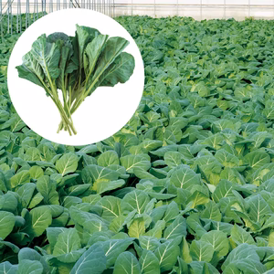 【TV紹介で大好評】【ミシュラン星獲得レストランで採用】おいしさで、ケールに革命