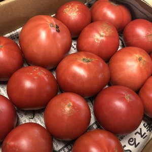 お買い得！美品トマトと訳ありトマトの組み合わせ（王様トマト）