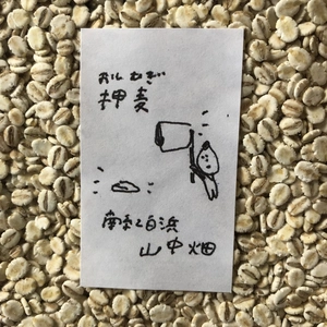 和歌山県白浜産　六条大麦　押し麦2つ　はったい粉200g４つ