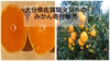 【全額寄付販売 大分県佐賀関火災】温州ミカン慣行栽培　農薬使用早生みかん