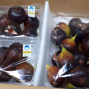 R7B2C 自家用イチジク2Pと加工用イチジク1kgのset