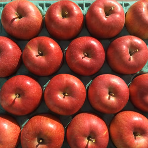 近日中発送！シャキッ！甘～い【贈答用】シナノスイート 信州りんご 