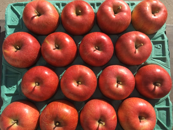 シャキシャキッ！【贈答用】完熟サンふじ 5kg箱～ 信州りんご 