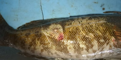 皮にちょっとでも傷が付けば、「魚」としての価値はない。