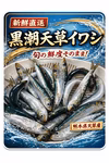 黒潮が育てた 熊本天草近海イワシ　脂のり抜群〔急速冷凍〕