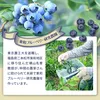 ブルーベリージャム作成用　冷凍果実キット