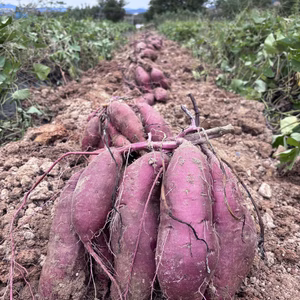 サツマイモ(紅はるか)