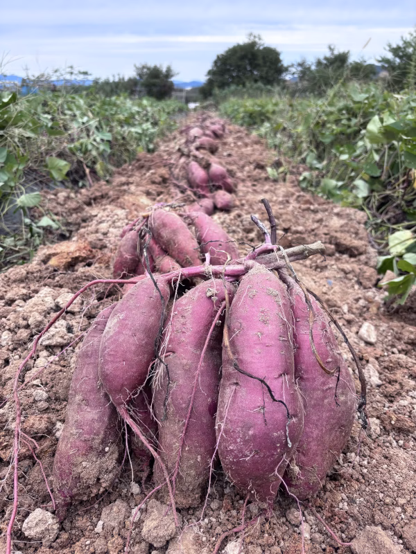 サツマイモ(紅はるか)