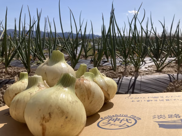 淡路島の新玉ねぎ
