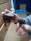 天然✨　ふのり　（乾燥）　伊勢志摩　　フノリ　　布海苔