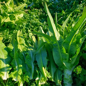 ビール酵母で育てた茎レタス　2キロ（5、6本）