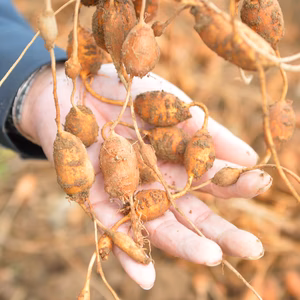 お酒のおつまみにも◎！鳥取産 特別栽培アピオス