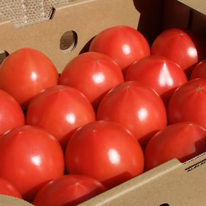 【規格外】うま味成分たっぷりずっしり重い完熟トマト (2㎏程度/箱)