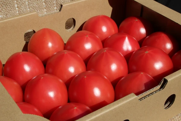 【赤熟濃縮トマト】うま味成分たっぷりずっしり重い完熟トマト (２㎏程度/箱)
