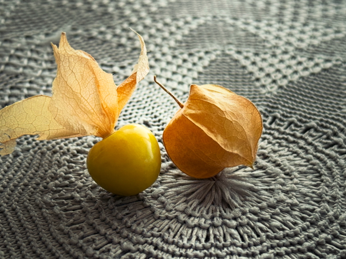 専用出品です　食用ほおずき　トマチロ1kg +オレンジチェリー小粒2kg 専用出品です 食用ほおずき オレンジチェリー（ゴールデンベリー