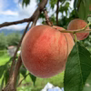  《7月中旬～発送》桃  白鳳 3ｷﾛ箱 9～11玉 長野県産
