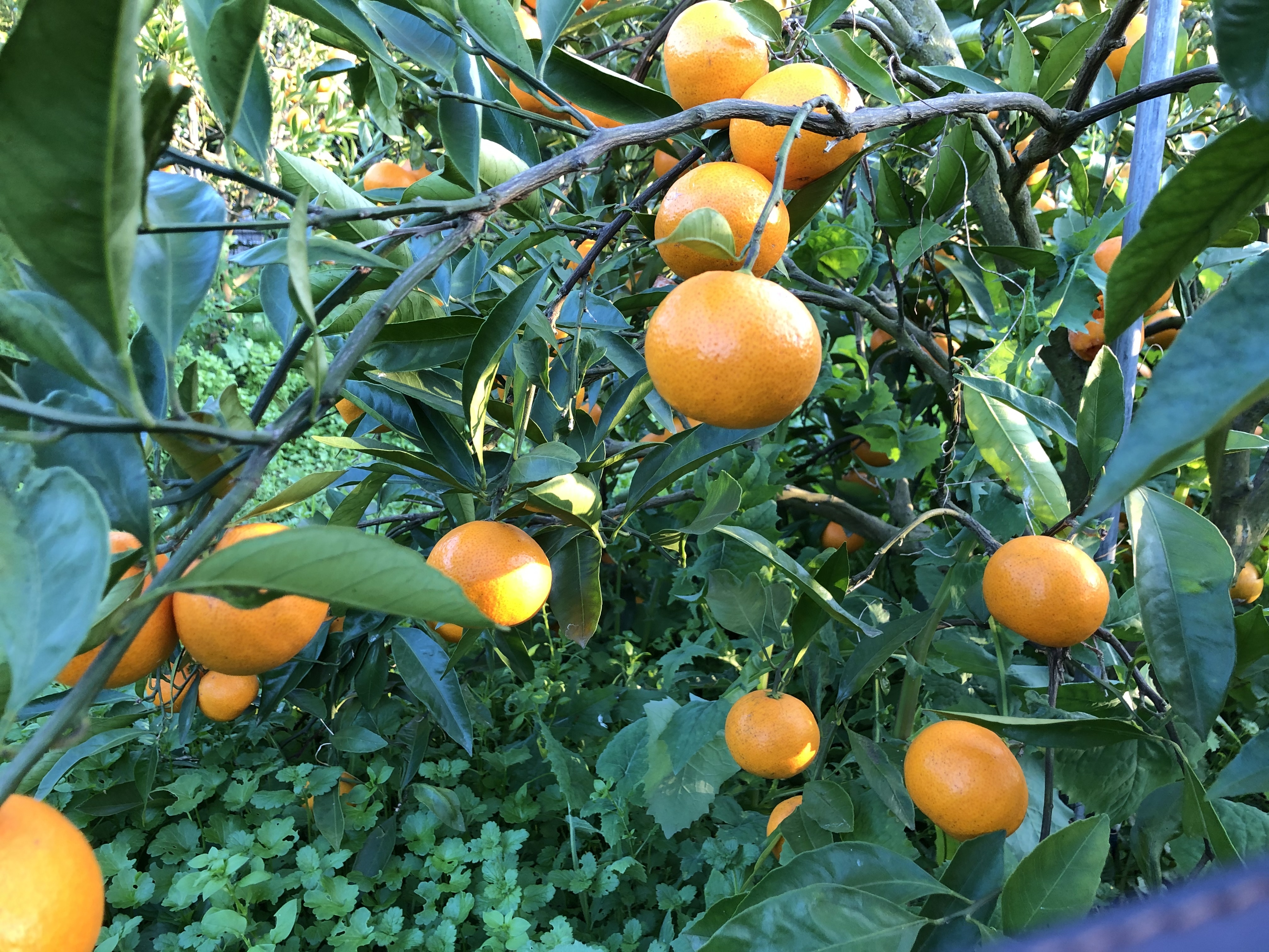 瀬戸内の恵み！大地の味！】大崎上島産 晩生温州みかん！｜みかんの