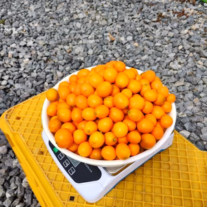 広島産金柑（きんかん）自慢の実（中小玉詰合せ２ｋ箱込）
