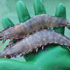 【期間限定値下げ】活〆足赤エビ500㌘