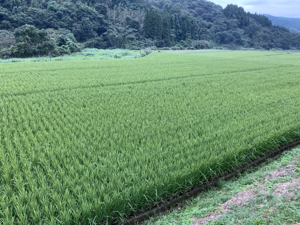 ２０２２年度　にこまる新米！１０kg  今だけ送料無料！