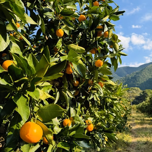 【また旅みかん】☆元気で美味しいゆら早生☆【有田みかん】