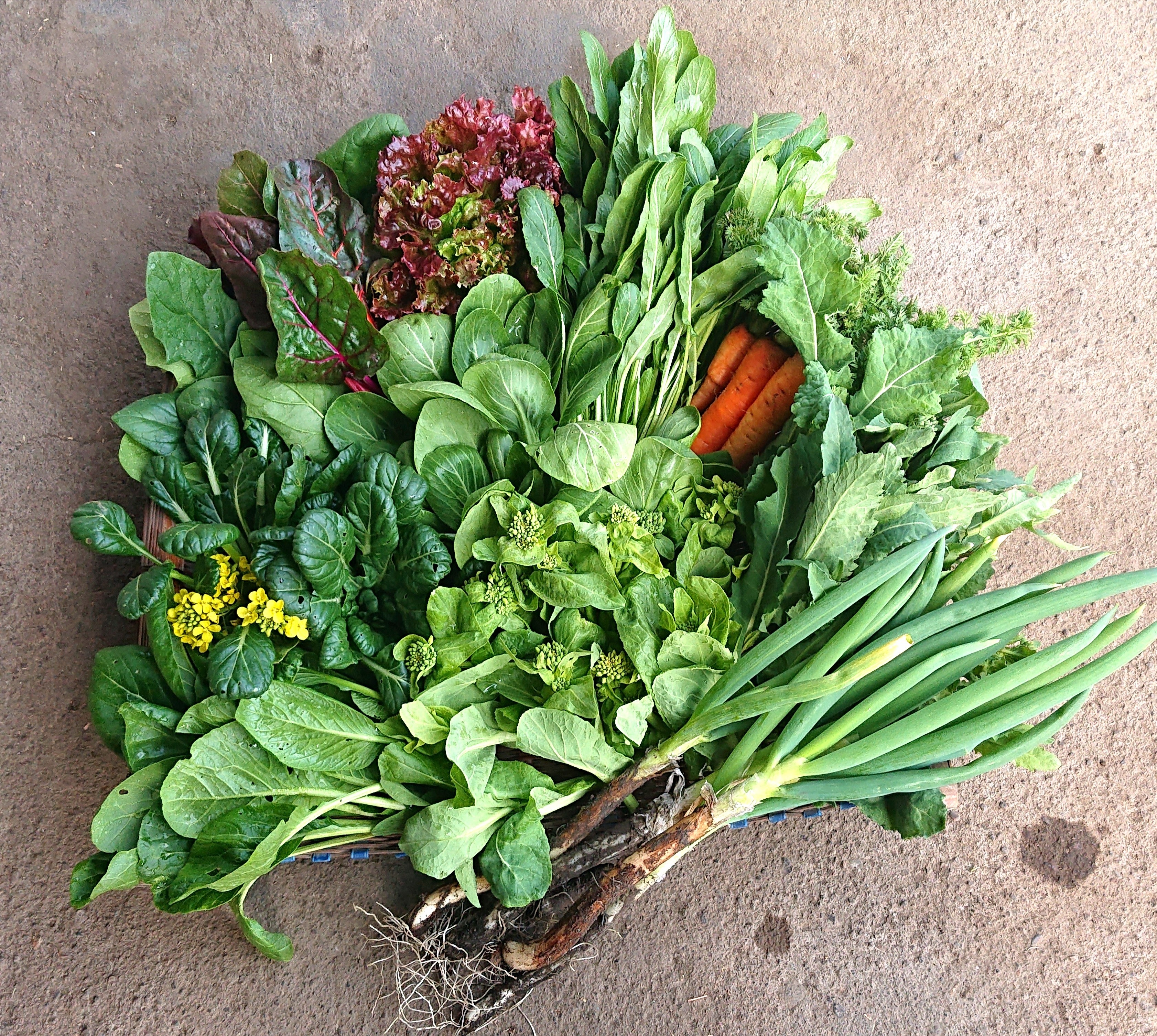 農薬、化学肥料不使用の夏野菜Mセット（10～11品）｜野菜の商品詳細