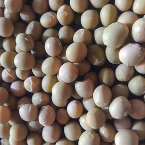 農薬・肥料不使用、天日干し小川青山在来大豆