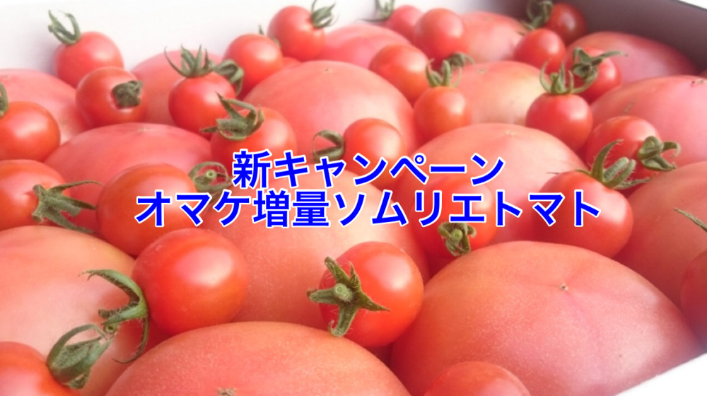 オマケ増量 訳あり ソムリエトマト５kg 16玉 30玉 農家漁師から産地直送の通販 ポケットマルシェ