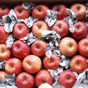 ※お得商品【さんふじ】超小玉バラ詰　特別栽培　ネオニコチノイド系農薬不使用