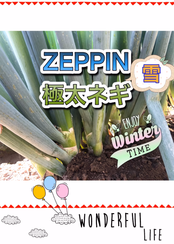 ZEPPIN 極太ネギ　