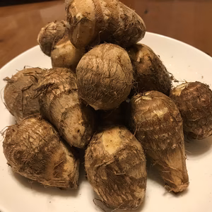 大山山麓黒ボク土で育ったホクホクねっとり里芋4キロ