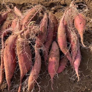 芋ファーム様専用　紅あずま！千葉県香取市産　10kg
