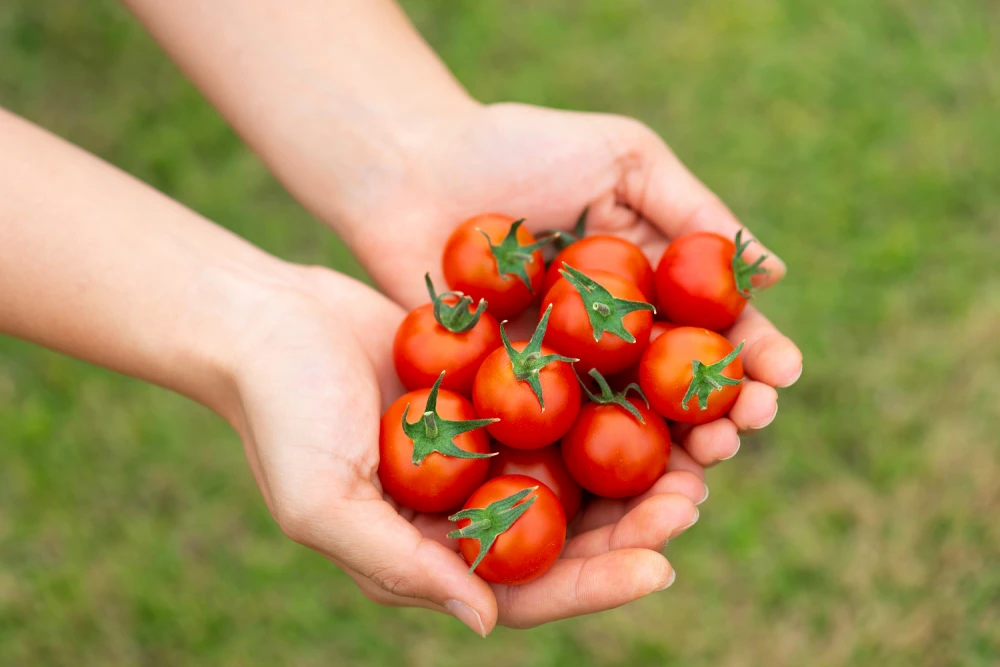 【糖度10以上】天使が届ける至高のフルーツトマト！Angel Tomato