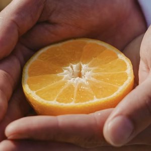 【希少柑橘】媛小春 『黄色いのに甘い！驚きの味わい』愛媛県産【家庭用】