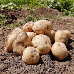 【農薬・化学肥料不使用】新じゃが 男爵メークインのセット  愛媛県伯方島産